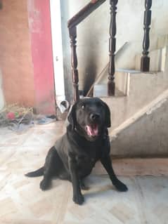 Labrador