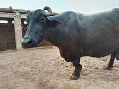 ravi bhains / bhains / jarsi  /buffalow / milking buffalo for sale