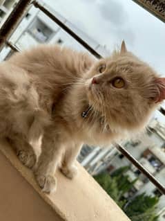 Adult cats