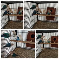 Par Blue Splits Male only (Per Piece Price)