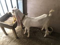 Gulabi Bakra