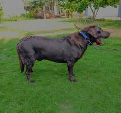 Lebra dog clour brown agge 2 year