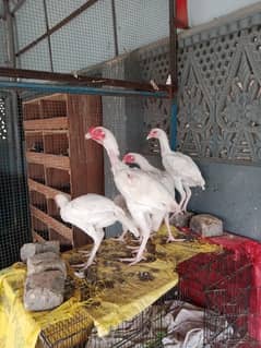 asseel heera white
