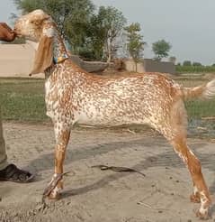 Makhi
