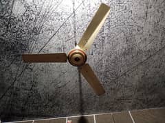 Fan (Golden star)