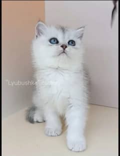 British shorthair