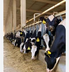 dairy