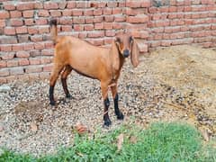 goat for sale