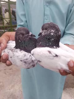 Breeder