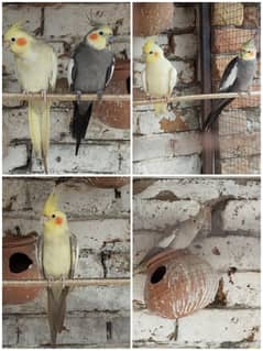 4 Cocktail cockatiel Breeder Pair 1 Extra male