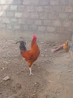 دو