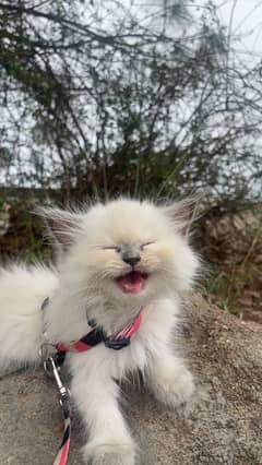 Himalayan cute little kitten