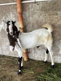 Good quality goats