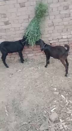Goat/bakra for sale