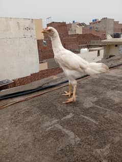 heera aseel chicks