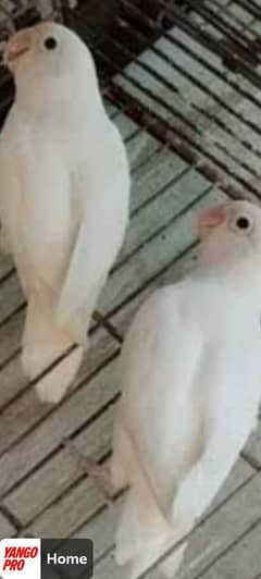 Albino black eye pair for sale  breeder pair