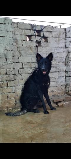 black shafet dog