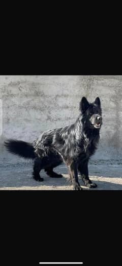 German