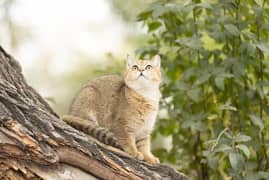British shorthair
