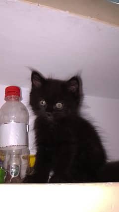 Persian cat