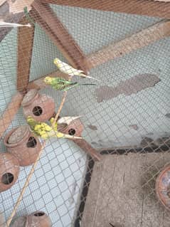 budgies