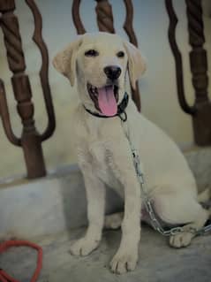 Labrador