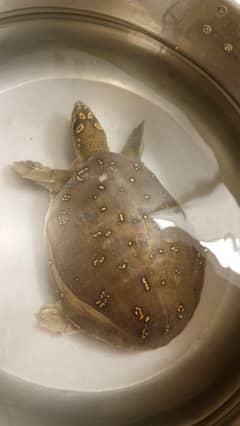 Indian flapshell turtel