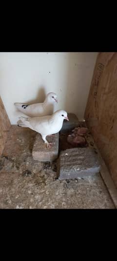 White Pigeons