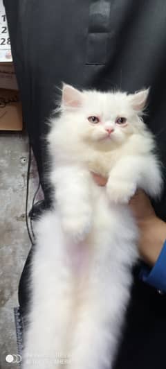 Persian kitten fixed price