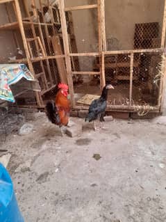 aaseel female and desi male