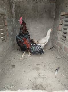 mianwali aseel
