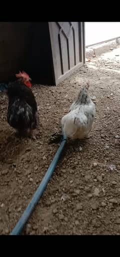 bantam