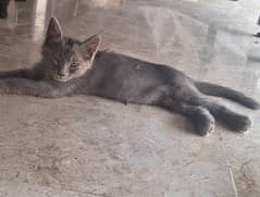 Complete Grey and Black kittens.