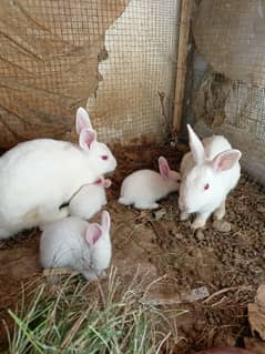 Bunnies pair with babies
