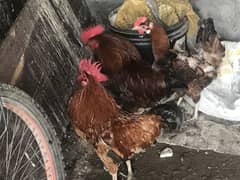Hens.