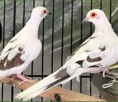 Dove