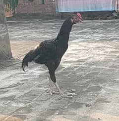 mushka murga for sale