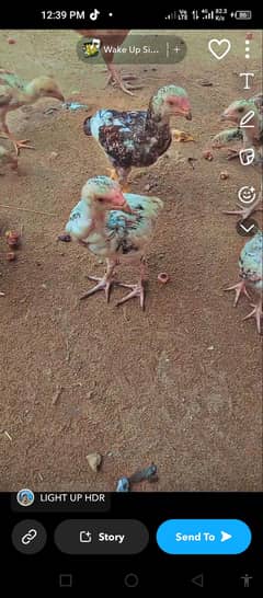 for sale