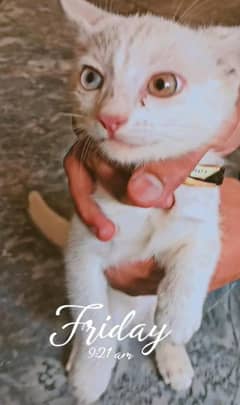 Persian cat