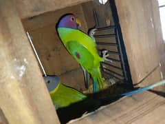 plumhead breeder pair