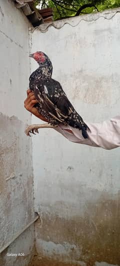 2 Aseel female abd 2 misri female