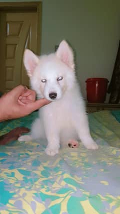 I want sale my Huskies puppies