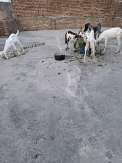 qurbani 2026 k liye original rajan pori  kheery bachy and other items