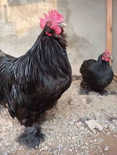 bantam
