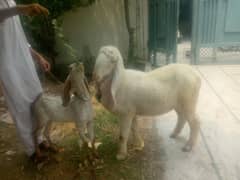 pur kajli 03064178637