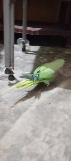 AOA kashmiri raw female urgent sale