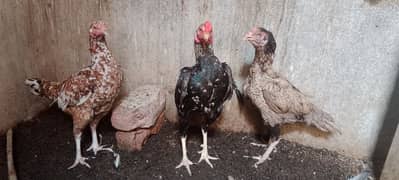 (2)Pure Desi Murghi  Pair For Sale