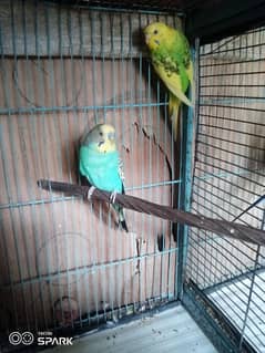 breeder