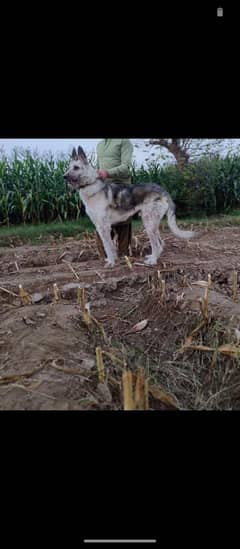 wolf dog puppies available for sale