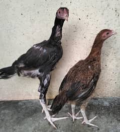 Hen. . male or female